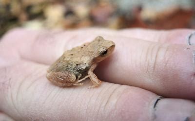 5 Facts Spring Peepers