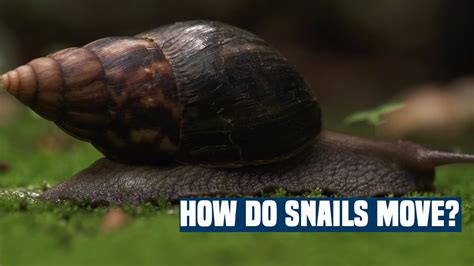 5 Snail Speed Facts