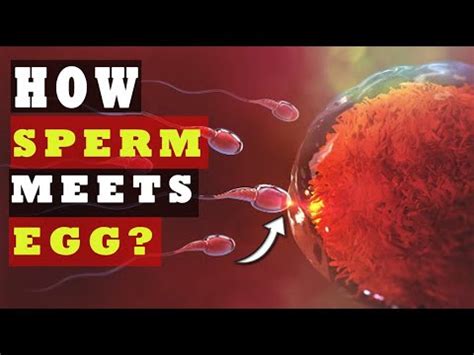 5 Sperm Travel Facts