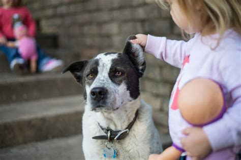 How Kids Can Help Animals In Shelters An Expert Guide