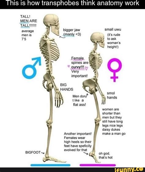 How Think Anatomy Work Tall Men Are Tallinn Average Bigger Jaw Small Uwu Men Is Very