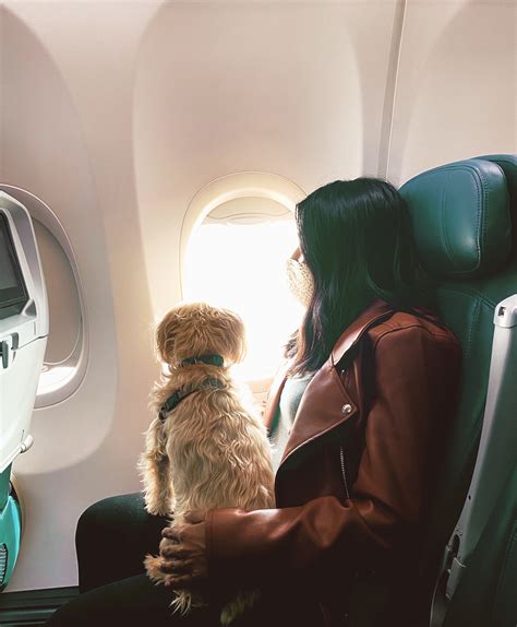 Air Travel with Dogs Made Easy