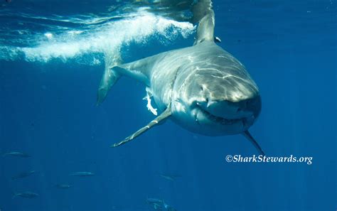 How To Avoid A White Shark Attack Shark Stewards