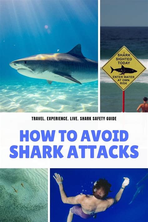 How To Avoid Shark Attacks Shark Safety Tips Artofit