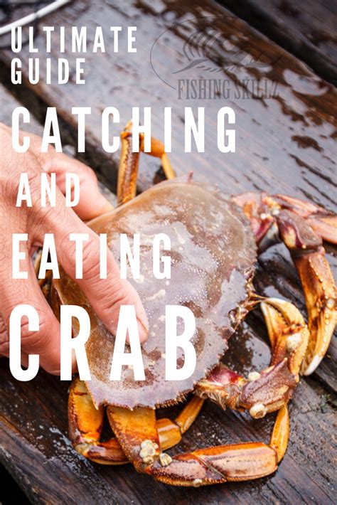 How To Catch Crab The Ultimate Guide To Crabbing Plus The Best Bait