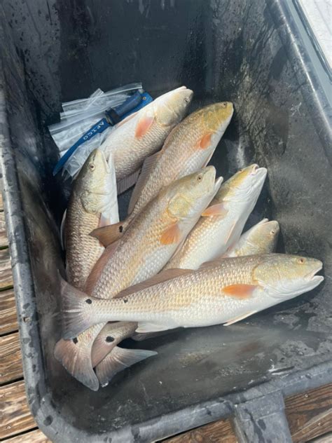 How To Catch Redfish In Destin Florida Intercoastal Safaris