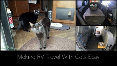 How To Easily Travel With Cat Youtube