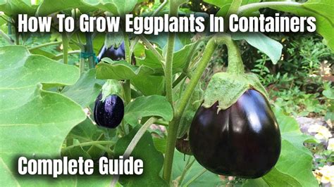 How To Grow Harvest Eggplants In 5 Gallon Bucket Complete Growing Guide