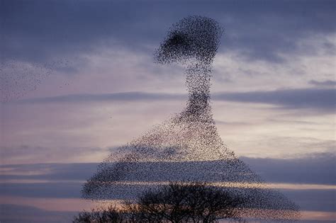 How To Photograph Flocks Of Birds Nature Ttl