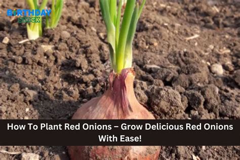 How To Plant Red Onions Grow Delicious Red Onions With Ease