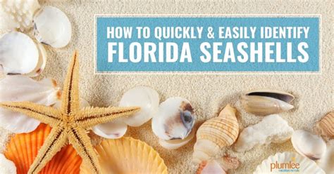 How To Quickly And Easily Identify Florida Seashells