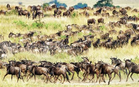 How To See Africa S Great Migration