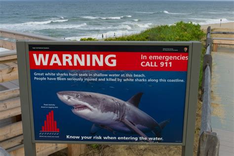 How To Survive A Shark Attack Tips To Avoid These Ocean Predators