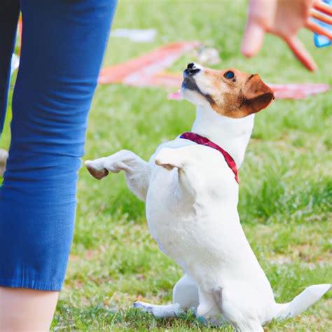 How To Teach Your Dog To Dance A Step By Step Guide To Doggie Dancing