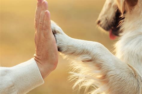 How To Teach Your Dog To High Five Dog Training Tips Blue Cross