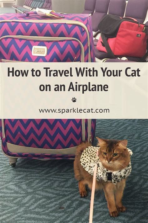 How To Travel Long Distances With Cats Artofit