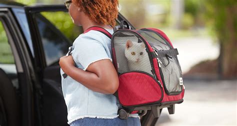 How To Travel With A Cat In A Car Plane And Train