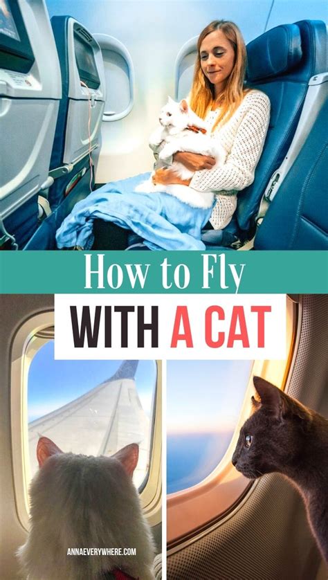 How To Travel With A Cat Incl Flying With A Cat