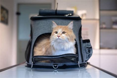 How To Travel With A Cat Tips For A Low Stress Trip