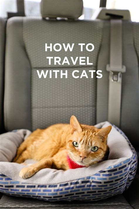 How To Travel With Cat In Car Cats In Care