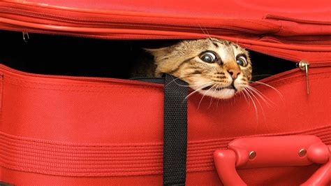 How To Travel With Your Cat Cat Care Youtube