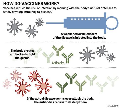 How Vaccines Work R Vaccines