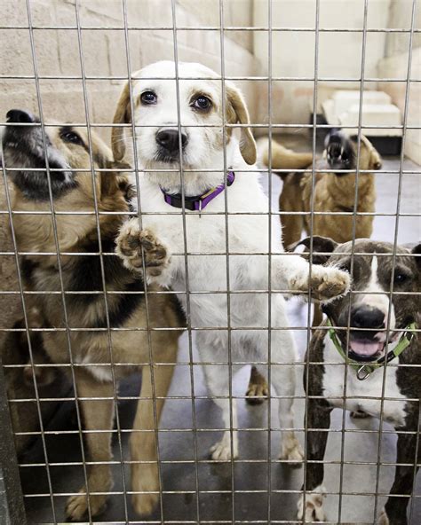 How You Can Help Animal Shelters Rebuild After Disaster Oc Shelter Pets