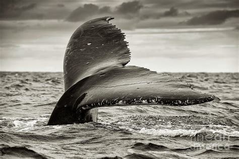 Humpback Whale Tail Flukes Photograph By Christopher Swann Science