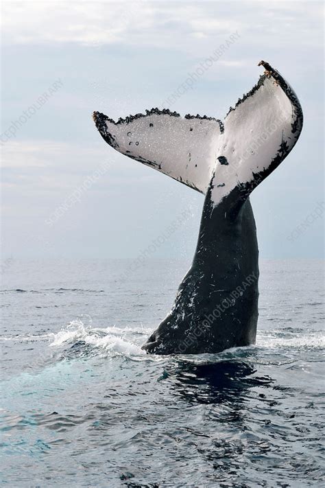 Humpback Whale Tail Stock Photo Download Image Now Horizontal