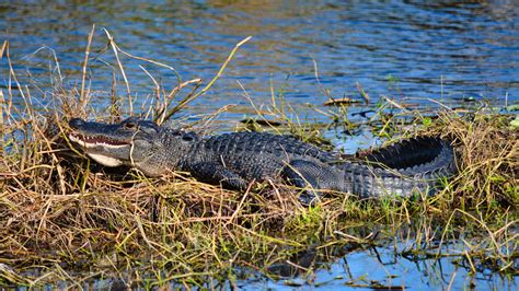 Identify Florida Wildlife Florida Hikes