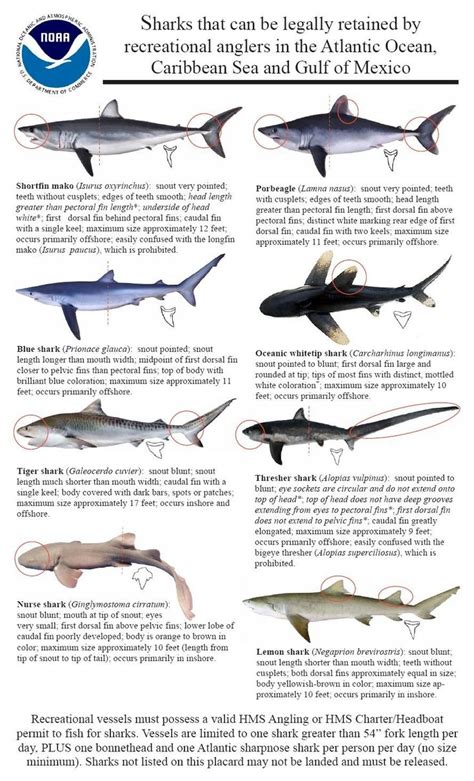 Identifying Shark Species Shark Fishing Shark Facts Shark