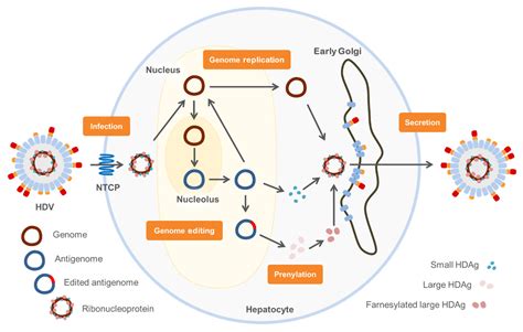 Ijms Free Full Text Medical Advances In Hepatitis D Therapy Molecular Targets