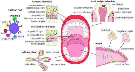 Ijms Free Full Text Oral Pathology In Covid 19 And Sars Cov 2