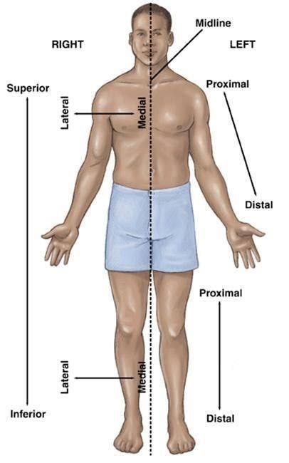 Image Result For Ventral And Dorsal Anatomical Position Human Body