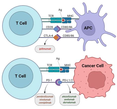 Immune Checkpoint Inhibitor Therapy In Oncology Current Uses And