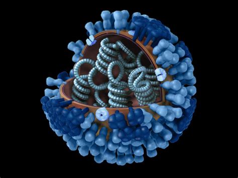 Influenza Can Also Increase The Risk Of Thrombosis Flu Viruses Change The Formation Of Blood