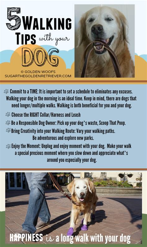 Infographic 5 Walking Tips With Your Dog Golden Woofs