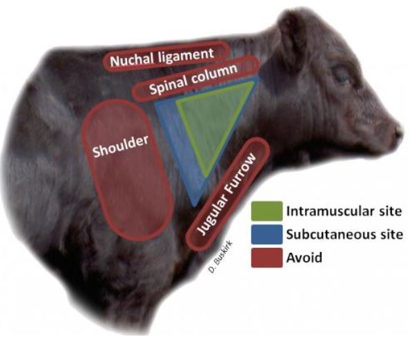 Injection Site Bqa Tips At Calf Working Time Panhandle Agriculture