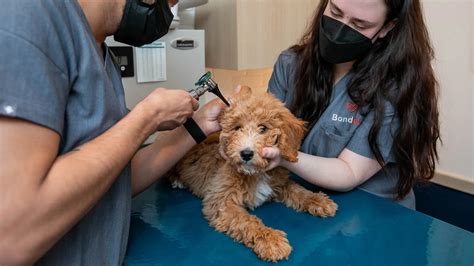 Interior Design For Pets Is A Thing Just Ask This Brooklyn Vet