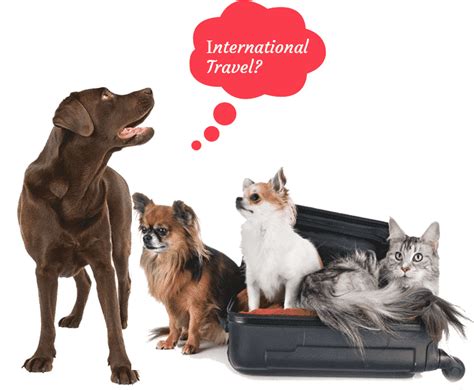 International Pet Transport Pet Travel Services Australia