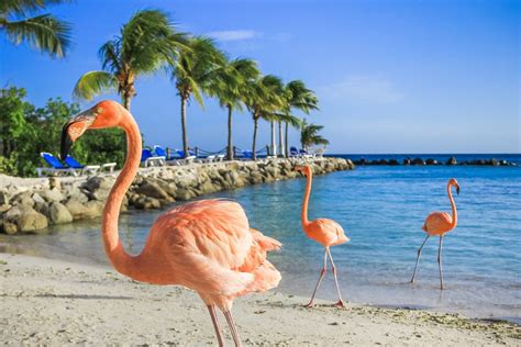 Is Aruba Safe For Travel In 2024 52 Perfect Days