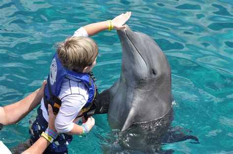 Is It Cruel To Swim With The Dolphins Today S Mama Parenting Tips