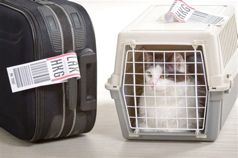 Is Your Cat Carrier Airline Approved Travel Tabby