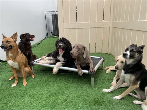 Is Your Dog Destined To Be A Cosmic Canine Daycare Buddy Cosmic Canine