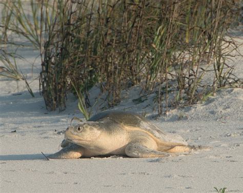 It S Turtle Nesting Season At Topsail Hill Preserve State Park Destin Life News Events And