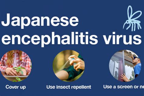 Japanese Encephalitis Virus Outbreak Declared In Australia Precision