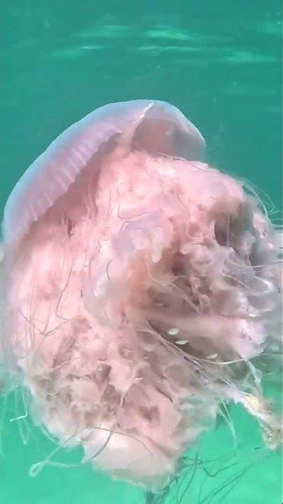 Jelly Fish Destin Fl Youtube