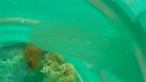 Jellyfish Destin Florida Youtube