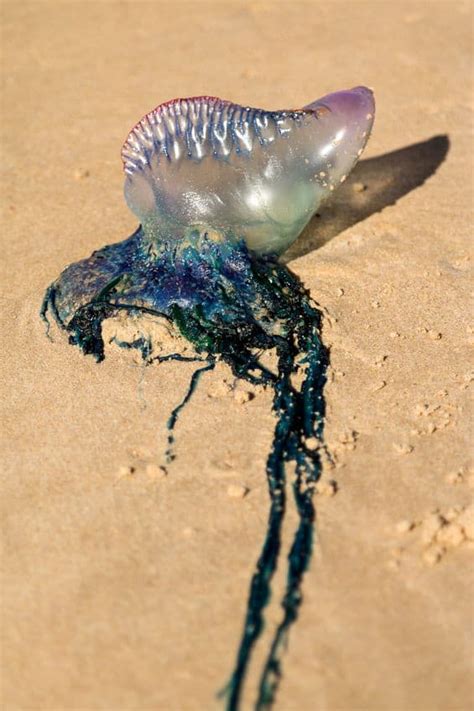 5 Jellyfish Safety Tips