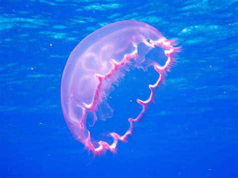 Jellyfish Florida Photos